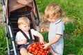 Two little sibling toddler boys on strawberry farm in summer Royalty Free Stock Photo