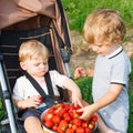 Two little sibling toddler boys on strawberry farm in summer Royalty Free Stock Photo