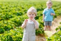 Two little sibling toddler boys on strawberry farm in summer Royalty Free Stock Photo