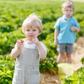Two little sibling toddler boys on strawberry farm in summer