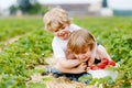 Two little siblings preschool boys having fun on strawberry farm in summer. Children, happy cute twins eating healthy Royalty Free Stock Photo