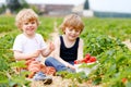 Two little siblings preschool boys having fun on strawberry farm in summer. Children, happy cute twins eating healthy Royalty Free Stock Photo