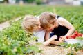 Two little siblings preschool boys having fun on strawberry farm in summer. Children, happy cute twins eating healthy Royalty Free Stock Photo