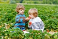 Two little siblings preschool boys having fun on strawberry farm in summer. Children, happy cute twins eating healthy Royalty Free Stock Photo