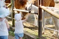 Two little sisters feeding a baby llama Royalty Free Stock Photo