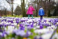 Two little sisters picking crocus flowers on beautiful blooming crocus meadow Royalty Free Stock Photo