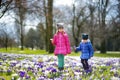 Two little sisters picking crocus flowers on beautiful blooming crocus meadow Royalty Free Stock Photo