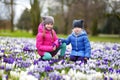 Two little sisters picking crocus flowers on beautiful blooming crocus meadow Royalty Free Stock Photo