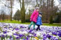 Two little sisters picking crocus flowers on beautiful blooming crocus meadow Royalty Free Stock Photo
