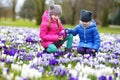 Two little sisters picking crocus flowers on beautiful blooming crocus meadow Royalty Free Stock Photo