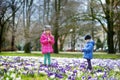 Two little sisters picking crocus flowers on beautiful blooming crocus meadow on early spring Royalty Free Stock Photo