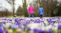 Two little sisters picking crocus flowers on beautiful blooming crocus meadow on early spring Royalty Free Stock Photo