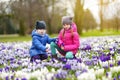 Two little sisters picking crocus flowers on beautiful blooming crocus meadow on early spring Royalty Free Stock Photo