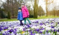 Two little sisters picking crocus flowers on beautiful blooming crocus meadow on early spring Royalty Free Stock Photo