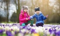 Two little sisters picking crocus flowers on beautiful blooming crocus meadow on early spring Royalty Free Stock Photo