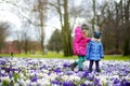 Two little sisters picking crocus flowers on beautiful blooming crocus meadow on early spring Royalty Free Stock Photo