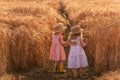 Two little sisters in straw hats and pink dresses are running around in a wheat field, having fun Royalty Free Stock Photo