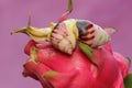 Two little snails are foraging in dragon fruit.