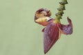 Two little snails are foraging on wild banana flowers. Royalty Free Stock Photo