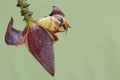 Two little snails are foraging on wild banana flowers. Royalty Free Stock Photo