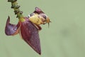 Two little snails are foraging on wild banana flowers. Royalty Free Stock Photo