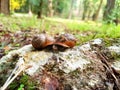 Two little snails