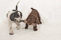 Two little spanish water dog puppies playing.