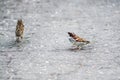 Two little sparrow bird Royalty Free Stock Photo