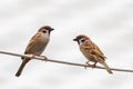 Two little sparrows perching on wire