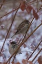 Two little sparrows sit on a thin bare branch