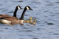 Two Little Spring Goslings Swimming on a pond with the parent goose Royalty Free Stock Photo