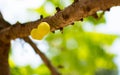 These two little star gooseberries are still on the brown stick. It is very sour and has yellow colour. It looks like tiny pumpkin