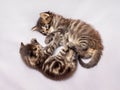 Two little striped kittens are played. Funny games and fun_