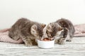 Two little tabby kittens eat food from white bowl on wooden floor. Baby cat eating junior food Royalty Free Stock Photo