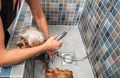 Two little wet cute and beautiful purebred Yorkshire Terrier dogs bath in the bathtub and washing fur selective focus Royalty Free Stock Photo