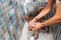 Two little wet cute and beautiful purebred Yorkshire Terrier dogs bath in the bathtub and washing fur selective focus Royalty Free Stock Photo