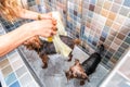 Two little wet cute and beautiful purebred Yorkshire Terrier dogs bath in the bathtub and washing fur selective focus Royalty Free Stock Photo