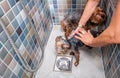 Two little wet cute and beautiful purebred Yorkshire Terrier dogs in the bathtub bathing and washing selective focus Royalty Free Stock Photo