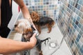 Two little wet cute and beautiful purebred Yorkshire Terrier dogs in the bathtub bathing and washing selective focus Royalty Free Stock Photo