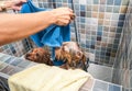 Two little wet cute and beautiful purebred Yorkshire Terrier dogs in the bathtub bathing and washing selective focus Royalty Free Stock Photo