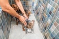 Two little wet cute and beautiful purebred Yorkshire Terrier dogs in the bathtub bathing and washing selective focus Royalty Free Stock Photo