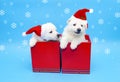 two Cute Labrador puppies  with christmas santa red hat  on isolated background Royalty Free Stock Photo