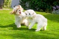 Two little white dogs frolicking on the grass Royalty Free Stock Photo