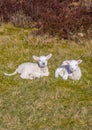 Two little white lambs in nature area Drents-Friese Wold Royalty Free Stock Photo