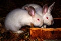 Two little white rabbits come to the trough and wait