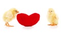 Two little yellow chickens with a red heart Royalty Free Stock Photo