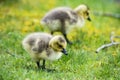 Canada Goose chicks under mom`s care. Royalty Free Stock Photo