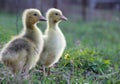 Two little yellow ducklings on the grass Royalty Free Stock Photo