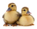 Two little yellow ducklings Royalty Free Stock Photo