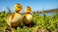 two little yellow goslings stand among green grass in a meadow on a sunny day with a clear blue sky. Farmer, livestock and natural